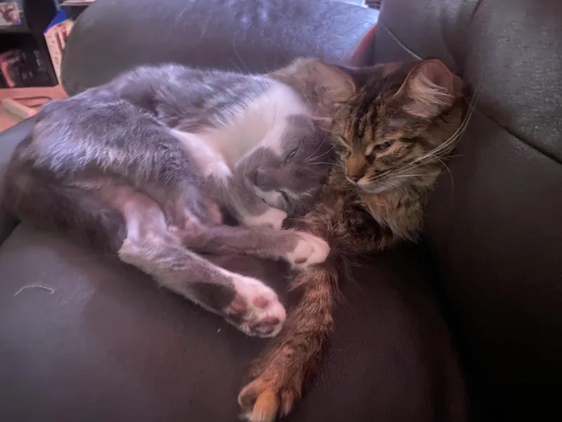 A young medium-sized female Tabby cat named Smokey and Clover for adoption in Wadsworth, IL