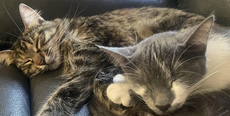 Smokey and Clover thumbnail 2