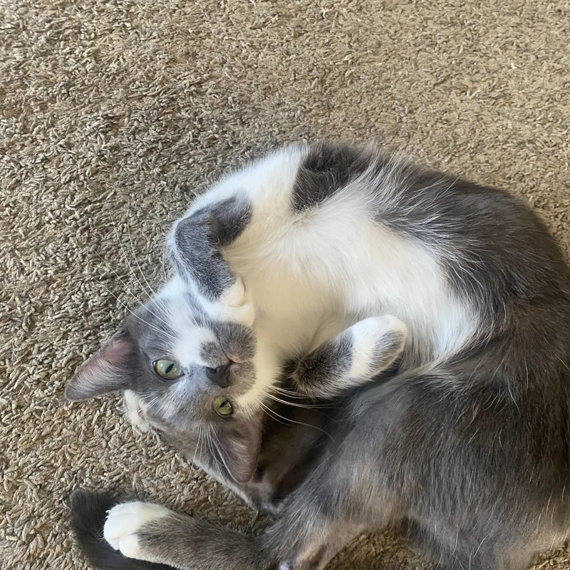 Smokey and Clover thumbnail 3