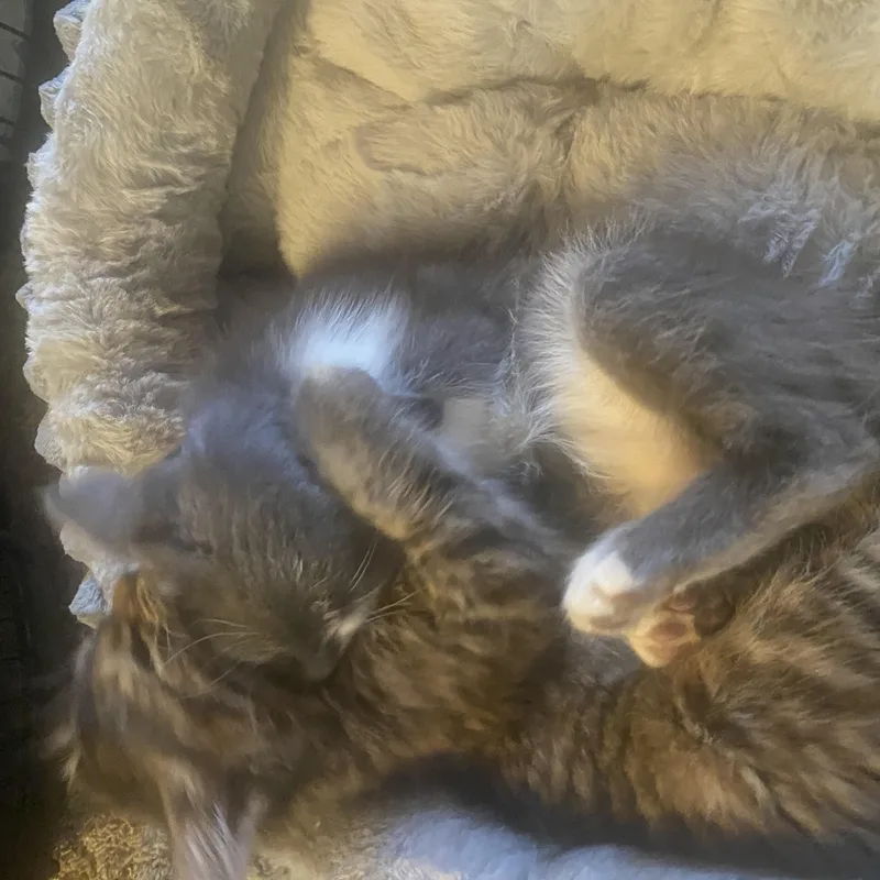 Smokey and Clover thumbnail 4