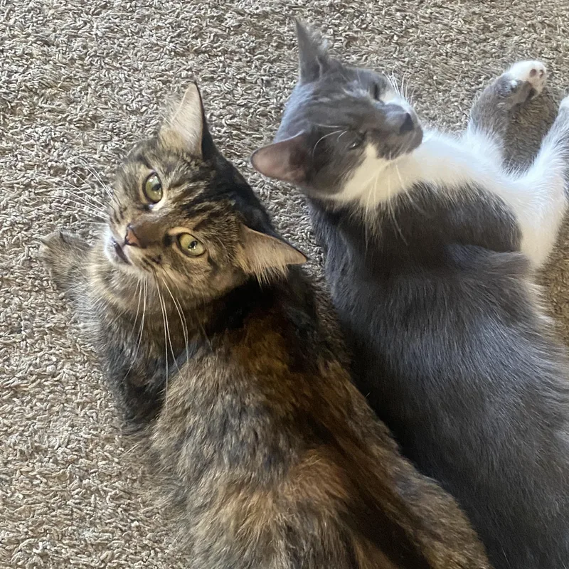 Smokey and Clover thumbnail 6