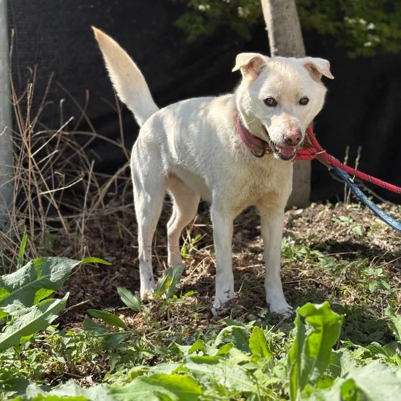 An adult medium-sized male Apricot / Beige Jindo dog named Soojebi Hw+ for adoption in Northbrook, IL