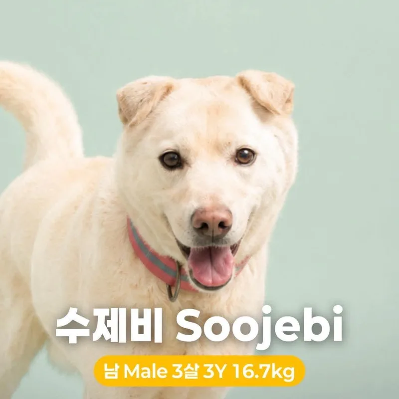 Soojebi Hw+ thumbnail 4