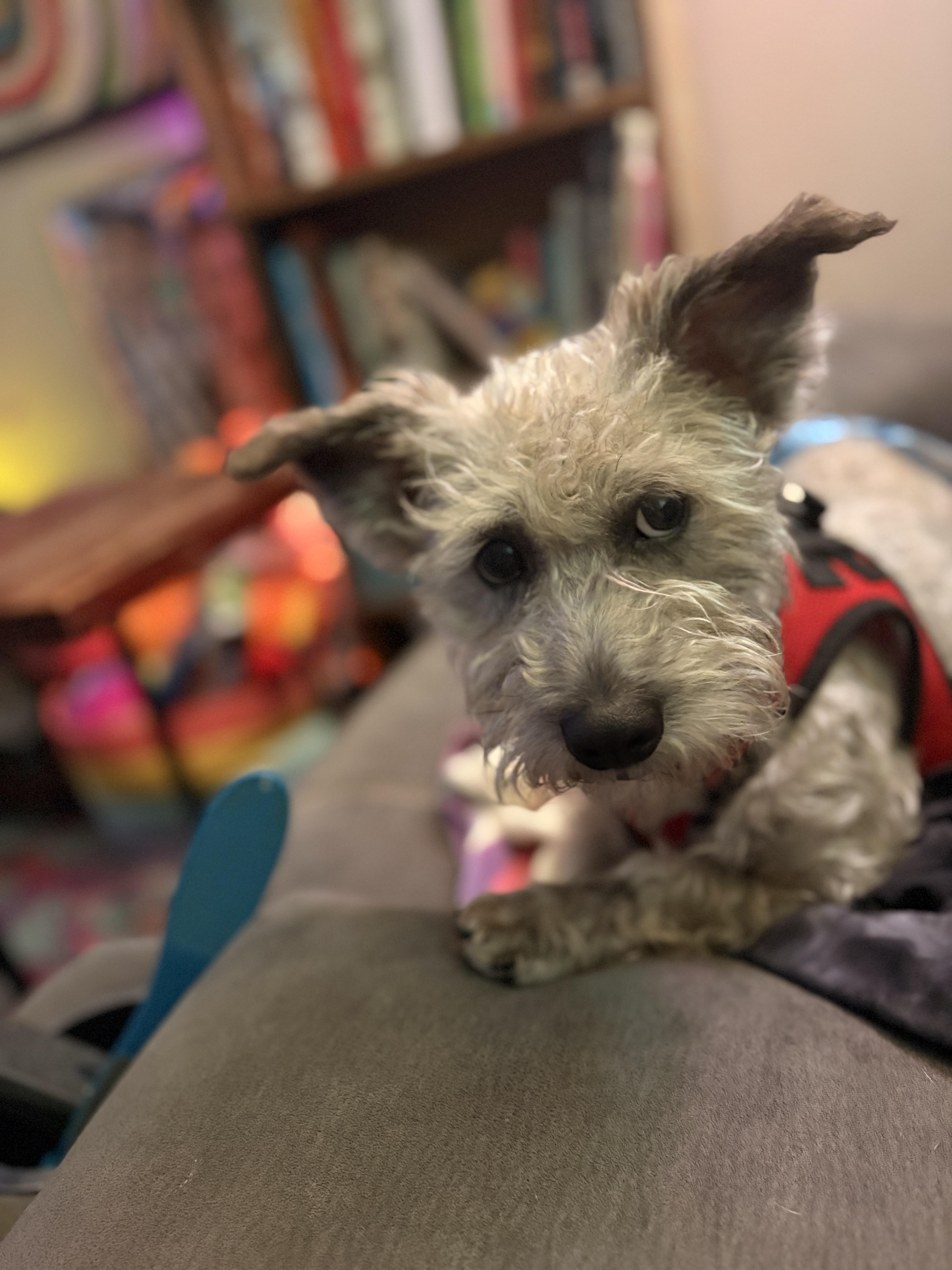 A young small-sized male Apricot / Beige Terrier dog named Monterey Jack for adoption in Spring, TX