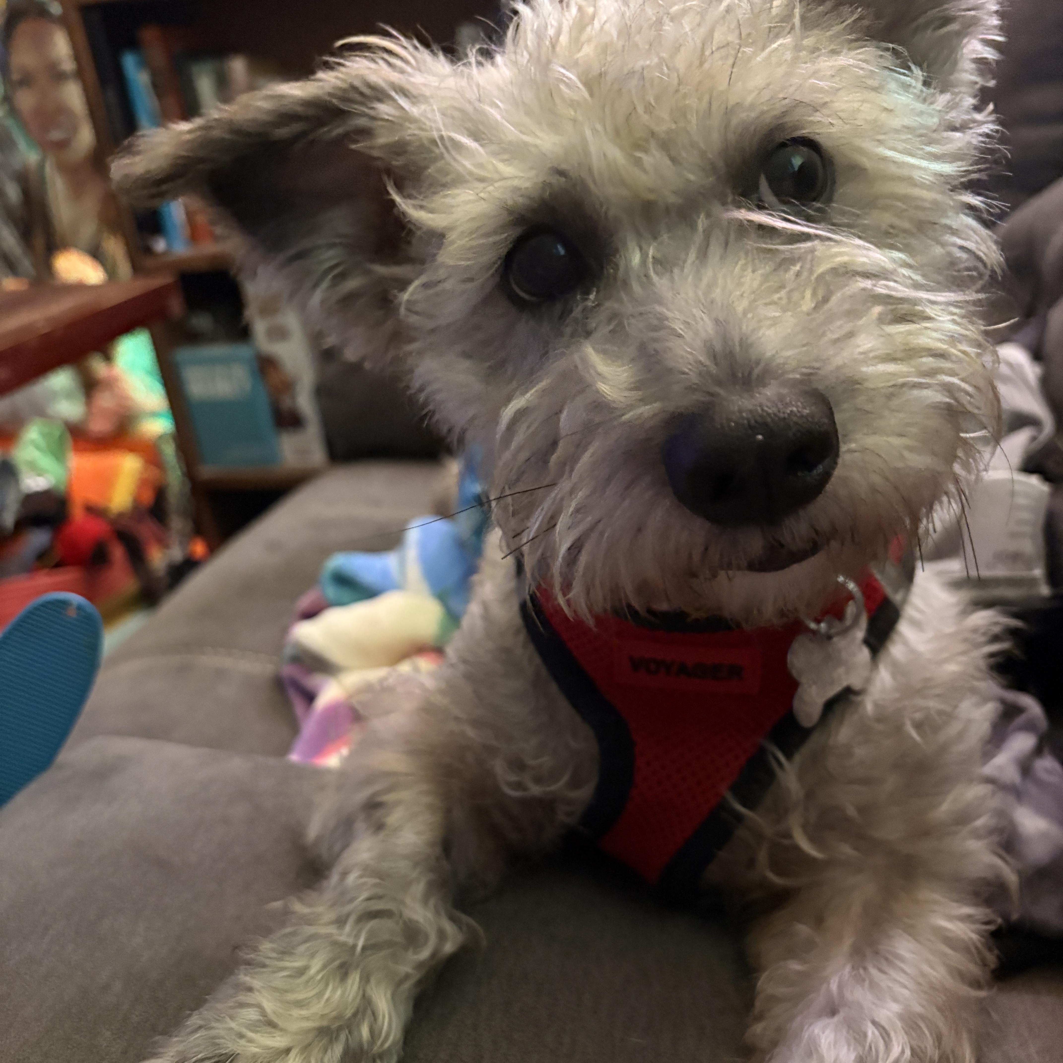 Monterey Jack thumbnail 2