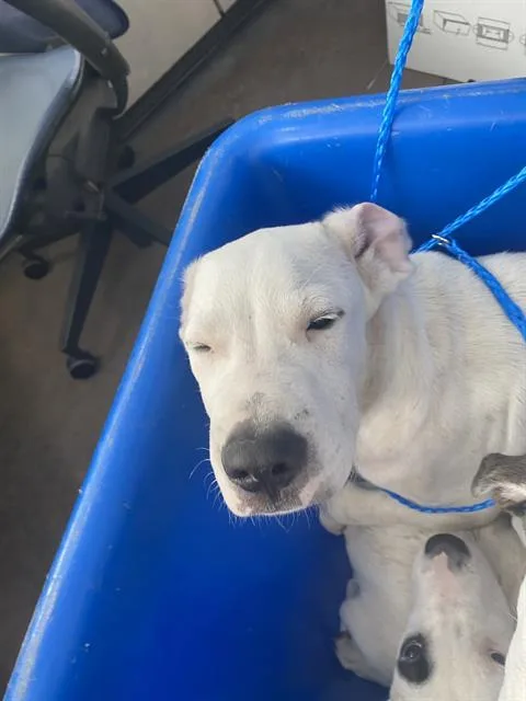 A baby large-sized male Mixed Breed dog named Larry for adoption in Dallas, TX