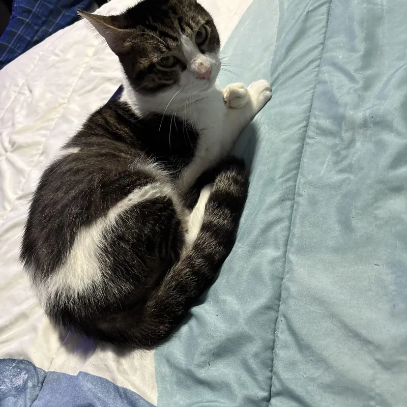 An adult medium-sized male Tabby (Brown / Chocolate) Domestic Short Hair cat named Gideon for adoption in Houston, TX