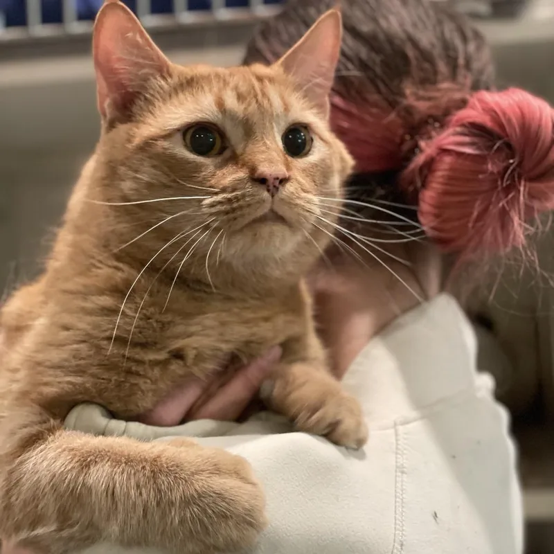 An adult large-sized male Orange / Red Domestic Short Hair cat named Bucky for adoption in South Burlington, VT
