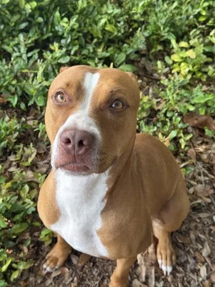 An adult medium-sized female Pit Bull Terrier dog named Azalea Grace for adoption in Daytona Beach, FL