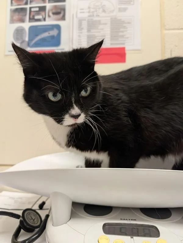 An adult small-sized male Domestic Short Hair cat named Pearline for adoption in Santa Rosa, CA