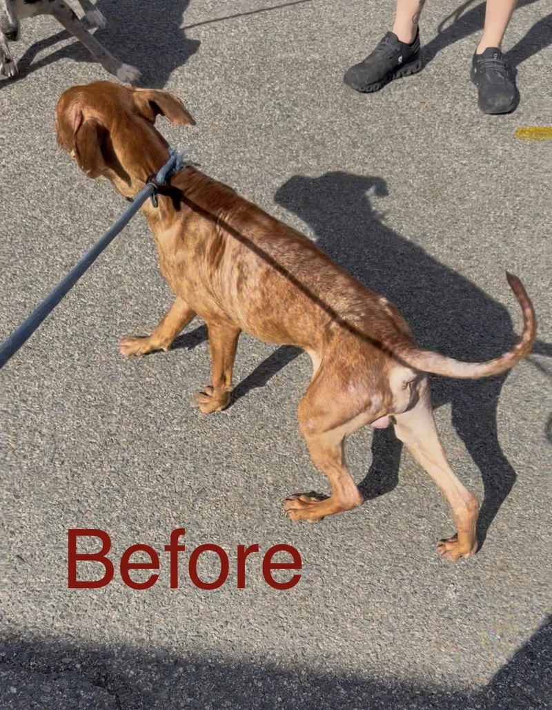 An adult medium-sized male Brown / Chocolate Pit Bull Terrier dog named Brody for adoption in Albemarle, NC