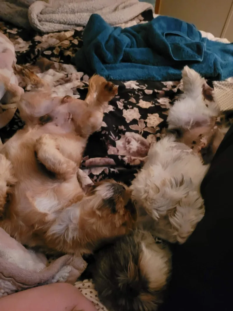 An adult small-sized male Golden Shih Tzu dog named Abram for adoption in Hindsboro, IL