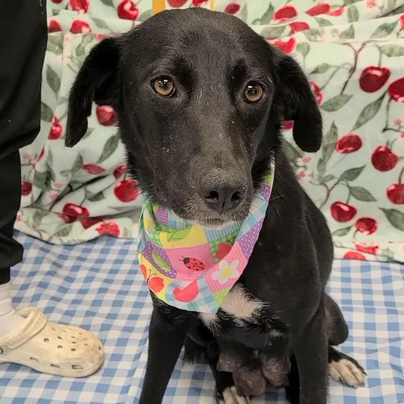 An adult medium-sized female Black Labrador Retriever dog named MeMe for adoption in Woolwich, ME