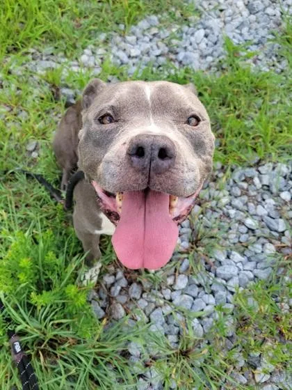 An adult medium-sized female Pit Bull Terrier dog named Leeann for adoption in Atlanta, GA