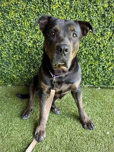 An adult large-sized female Rottweiler dog named Tammy for adoption in Naples, FL