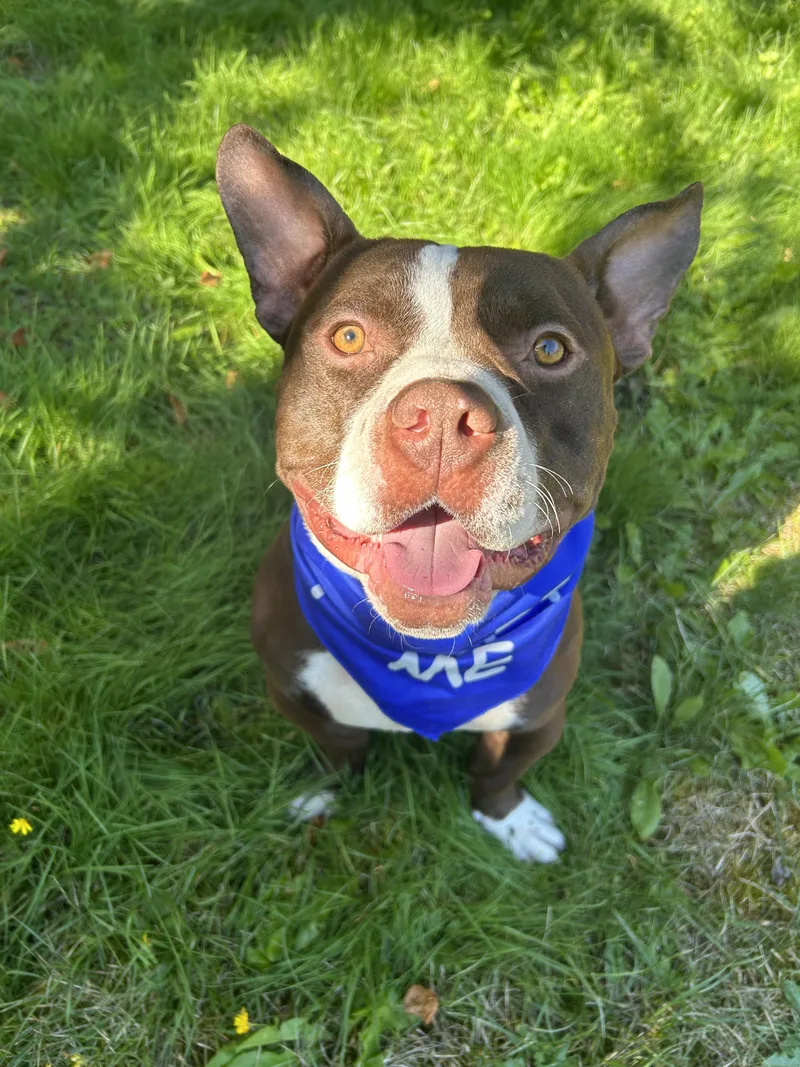 A baby medium-sized male American Staffordshire Terrier dog named Rex for adoption in AUBURN, WA