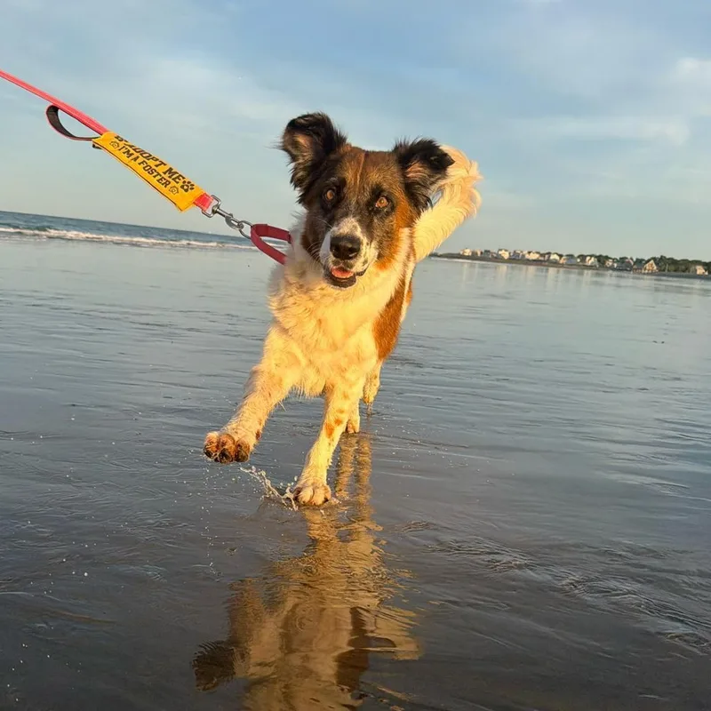 Suki