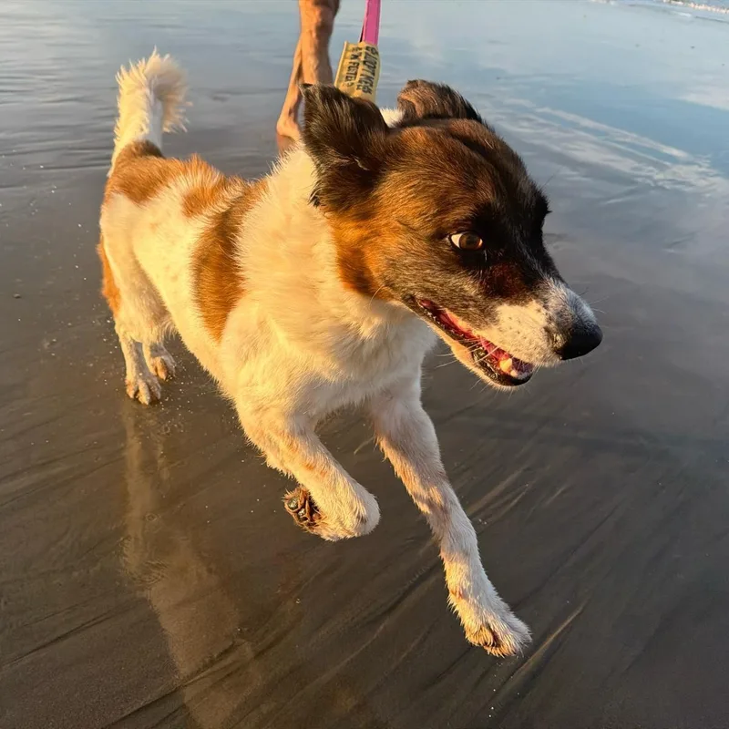 Suki thumbnail 3