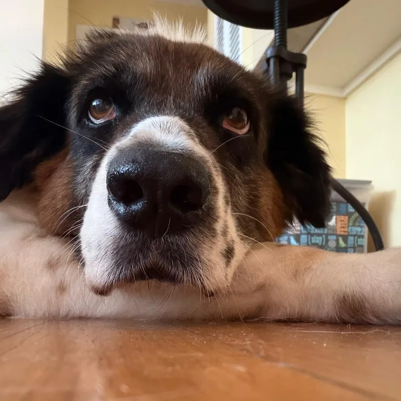 Suki thumbnail 5