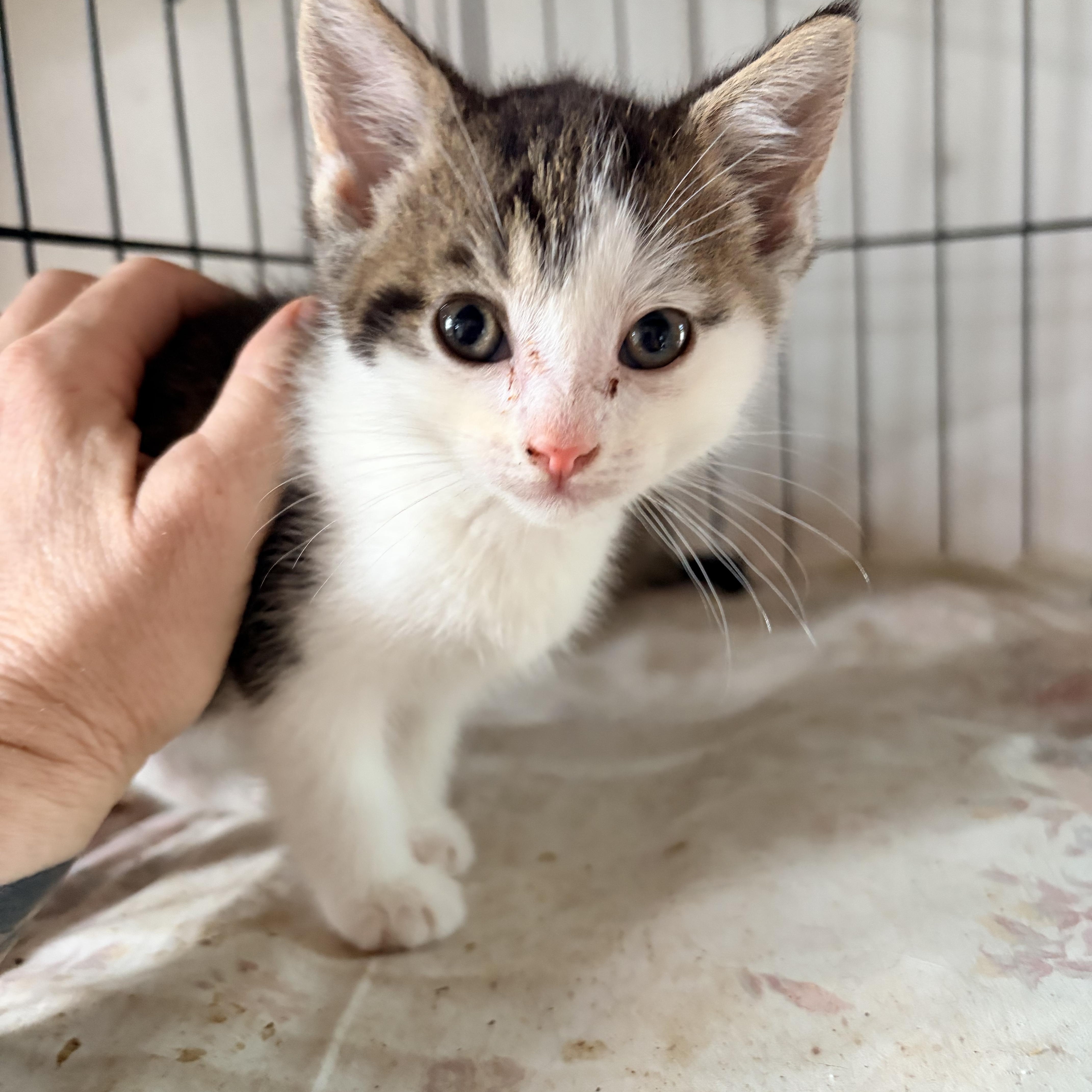 A baby large-sized male Tabby (Gray / Blue / Silver) Tabby cat named Kermit for adoption in Newark valley, NY