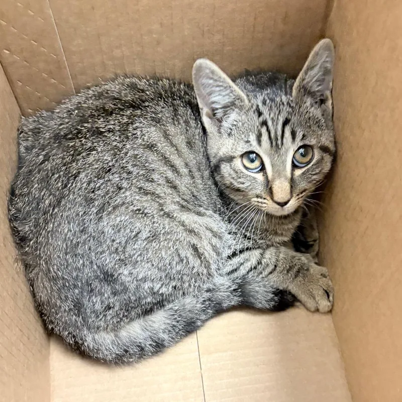 A baby small-sized male Black Domestic Short Hair cat named Swiss for adoption in Philadelphia, PA