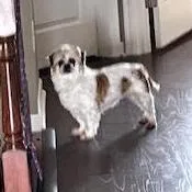 An adult small-sized female Shih Tzu dog named Lola for adoption in Cincinnati, OH