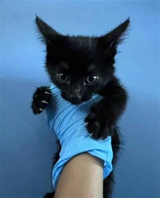 A baby small-sized female Domestic Short Hair cat named Sibal for adoption in San Bernardino, CA