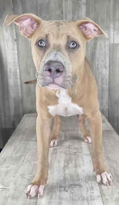 A young medium-sized male Terrier dog named Napoleon for adoption in Shreveport, LA