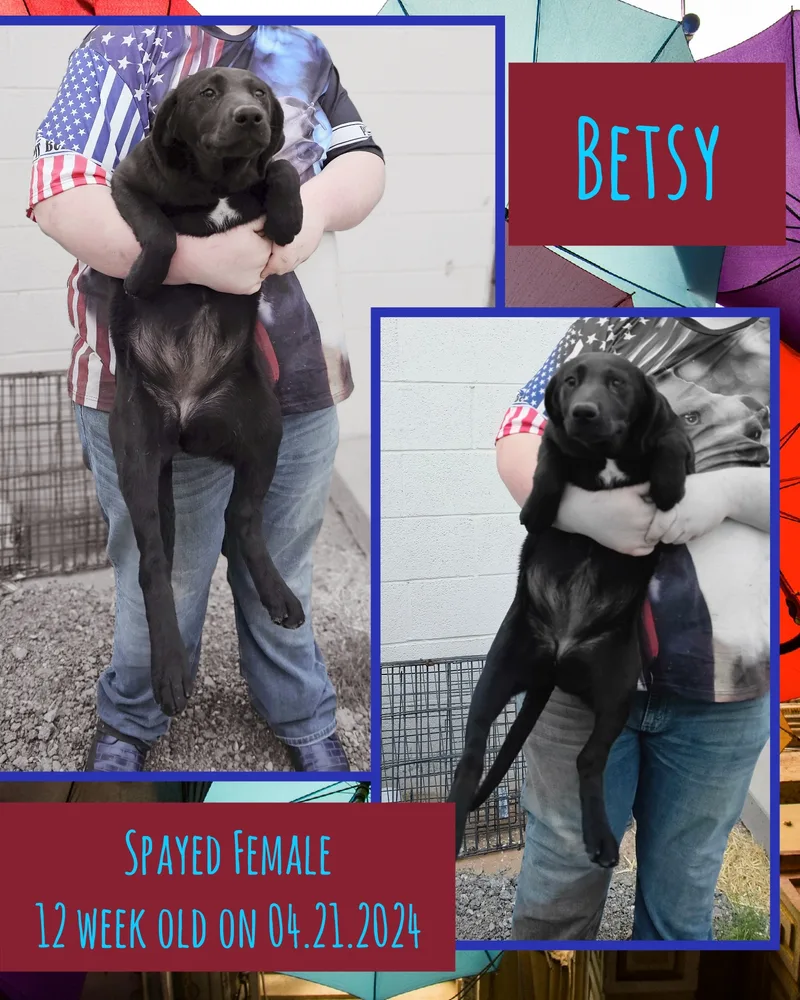 A young large-sized female Black Labrador Retriever dog named Betsy for adoption in Kermit, TX