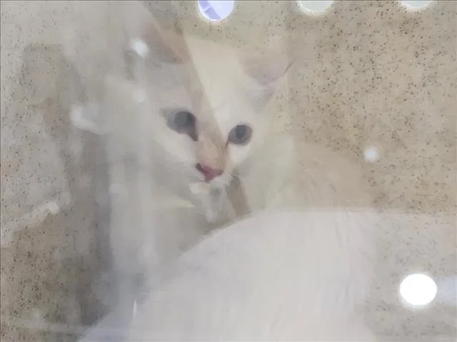 A baby small-sized female Domestic Short Hair cat named Lumen for adoption in Santa Fe, NM