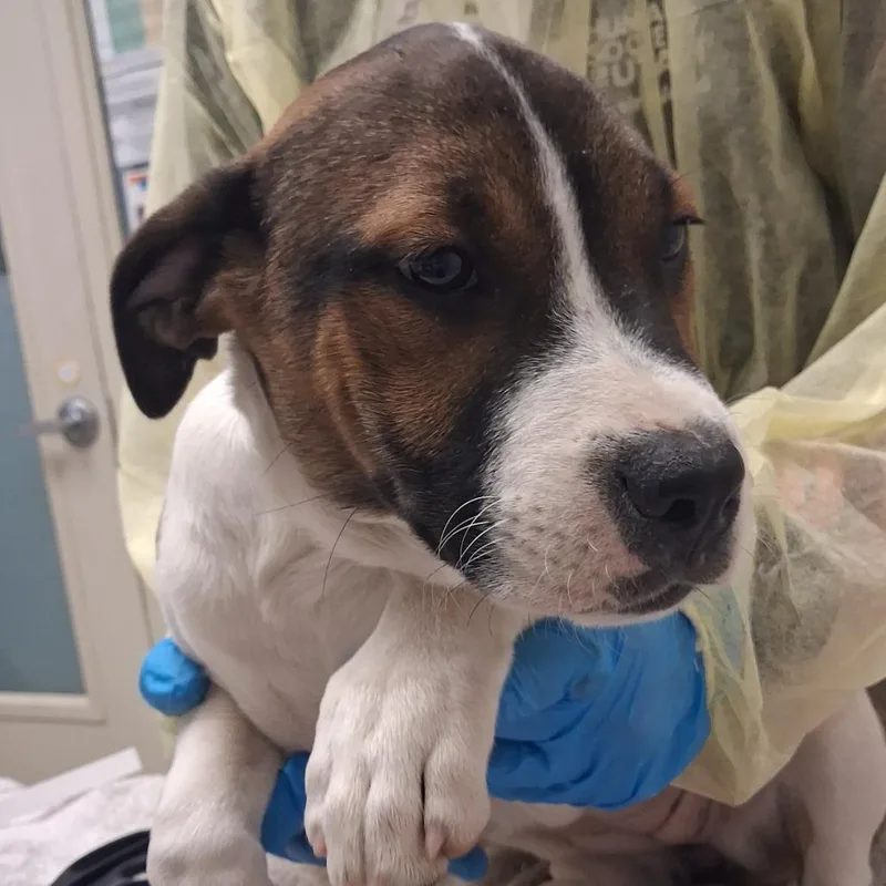 A baby small-sized female Brown / Chocolate Mixed Breed dog named Tell Your Dog I for adoption in Murray, UT