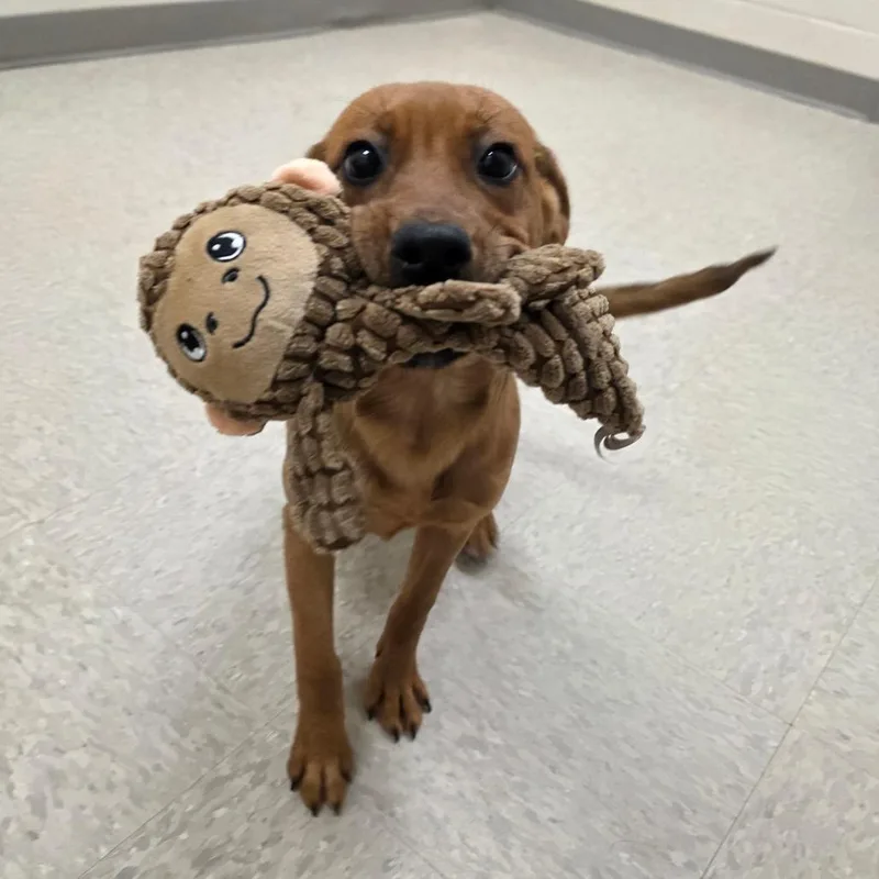 A baby medium-sized female Hound dog named Pontiac for adoption in Chatham, VA