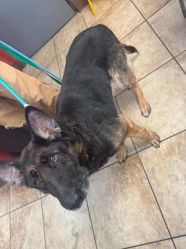A senior large-sized female Black Mixed Breed dog named Mimi for adoption in Cincinnati, OH