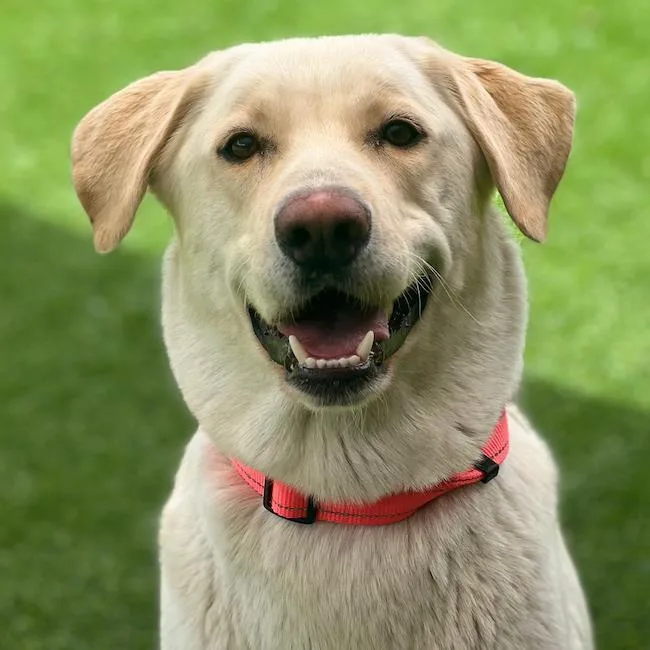 An adult extra large-sized female Labrador Retriever dog named Oralee for adoption in San Diego, CA