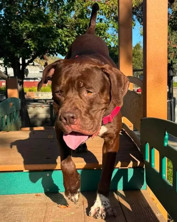 An adult large-sized male American Bulldog dog named Behemoth for adoption in Novato, CA