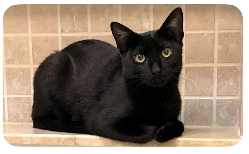 A young large-sized male Domestic Short Hair cat named Squeak for adoption in DELRAY Beach, FL