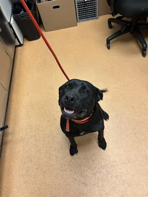 A young large-sized female Labrador Retriever dog named Lilypad for adoption in Martinez, CA