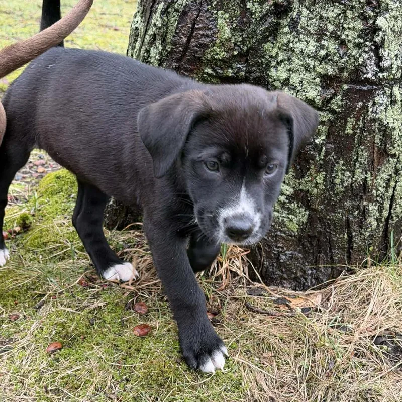 A baby small-sized female Black Mixed Breed dog named Francis for adoption in West Olive, MI