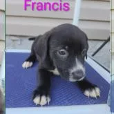 Francis thumbnail 2