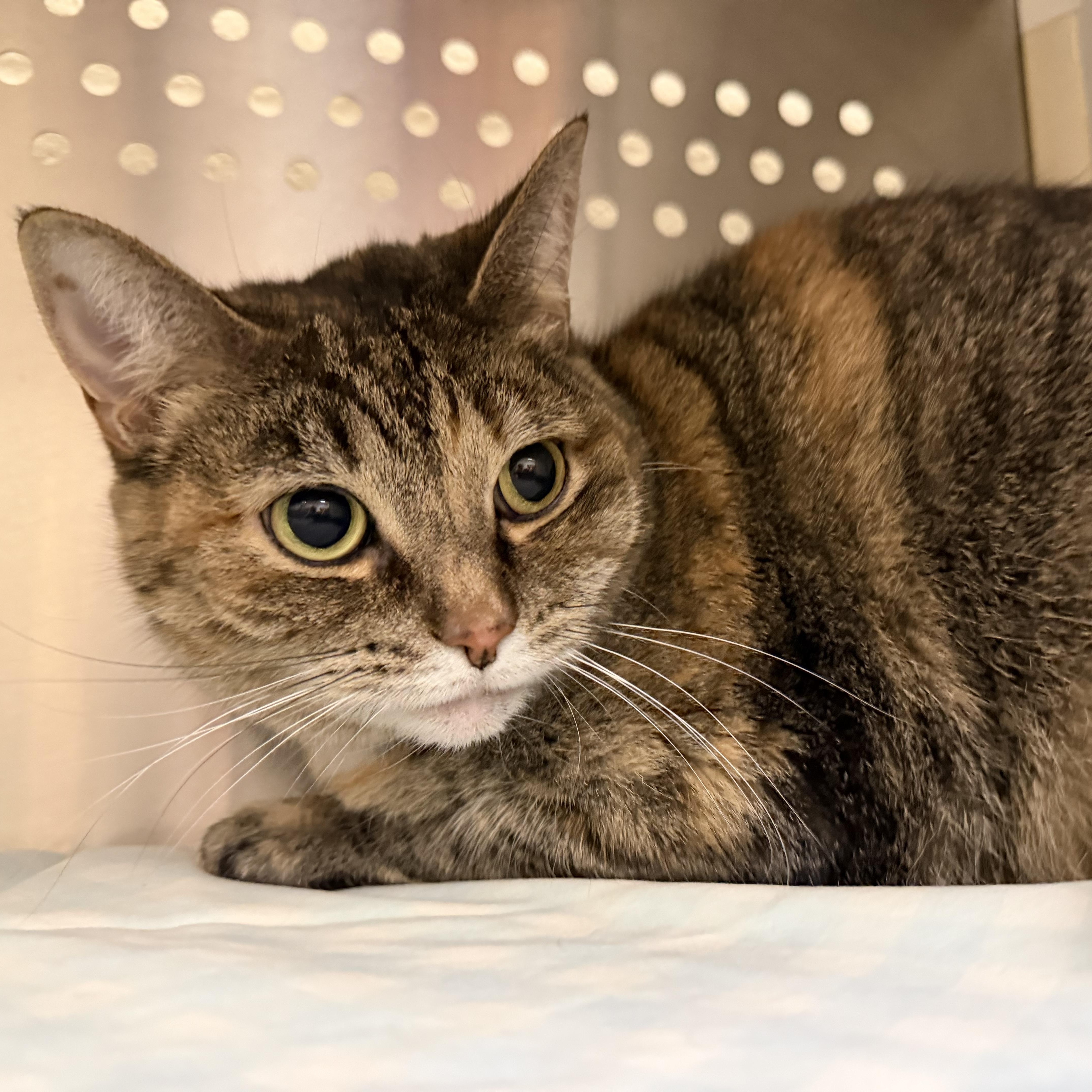 A senior medium-sized female Tabby (Brown / Chocolate) Domestic Short Hair cat named Precious for adoption in Latrobe, PA