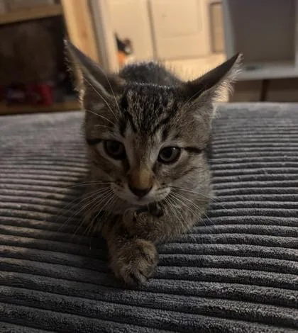 A baby small-sized male Domestic Short Hair cat named Arthur for adoption in Fort Worth, TX