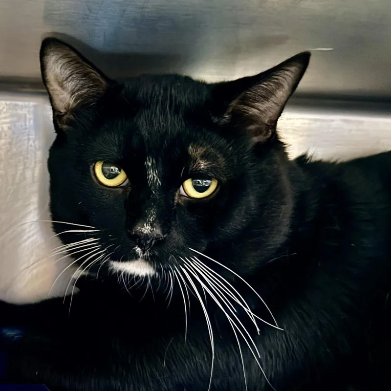 An adult large-sized male Black Domestic Short Hair cat named Aki for adoption in Palm Springs, CA