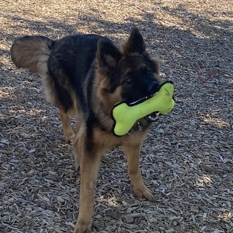 A young medium-sized female Brown / Chocolate German Shepherd Dog dog named Addie for adoption in Elyria, OH