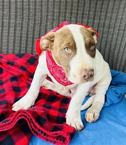 A baby small-sized male Mixed Breed dog named Lenny $ for adoption in Seneca, SC