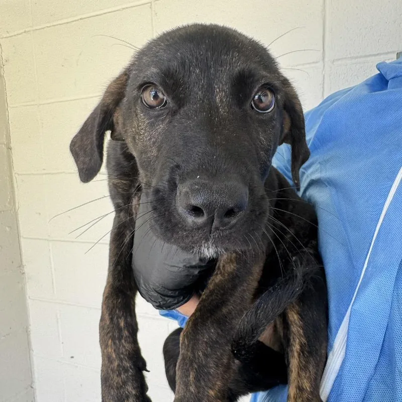 A baby large-sized male Cane Corso dog named Orion for adoption in LOXAHATCHEE, FL