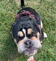 A baby medium-sized male Tricolor (Brown, Black, & White) English Bulldog dog named Reggie for adoption in Longwood, FL