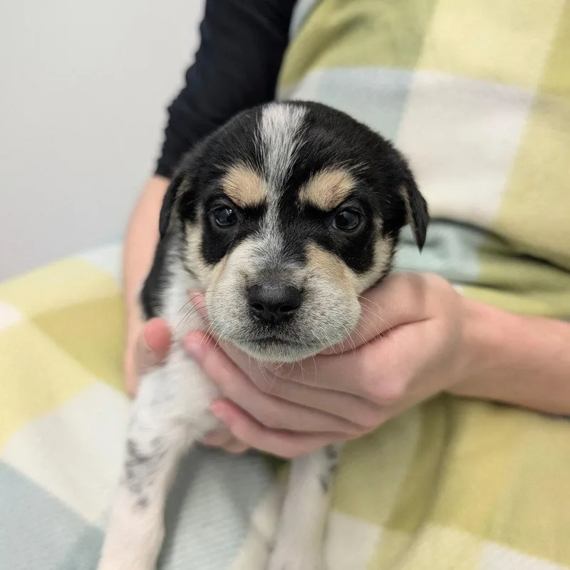 A baby medium-sized female Chihuahua dog named Rosie for adoption in Chico, CA