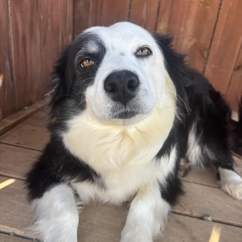 An adult small-sized female Black Australian Shepherd dog named Dior for adoption in Huntsville, AL