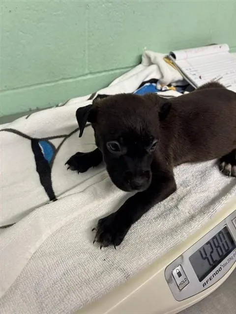 A baby small-sized male Pit Bull Terrier dog named Lebron for adoption in Sacramento, CA