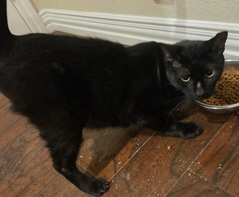 An adult medium-sized male Black Domestic Short Hair cat named Dark Horse No Chip for adoption in Dallas, TX